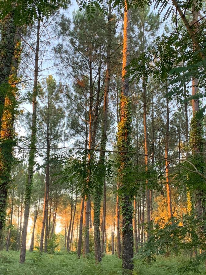 L Estanguet Maison Octogonale En Foret Rion-Des-Landes Экстерьер фото